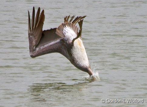 Nose-diving Pelican_30359.jpg - Brown Pelican (Pelecanus occidentalis) diving for fish photographed along the Gulf coast near Port Lavaca, Texas, USA.